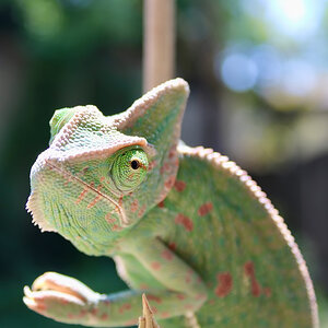 B1 - Veiled Chameleon