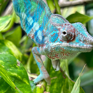 C12 - Panther Chameleon