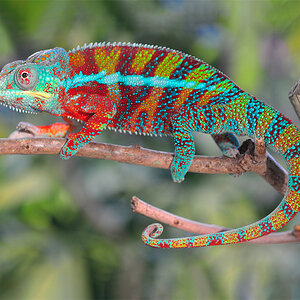 C11 - Panther Chameleon