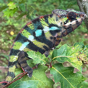 C9 - Panther Chameleon