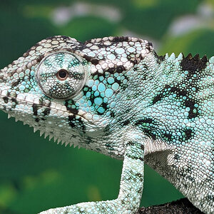 C7 - Panther Chameleon