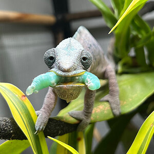 C6 - Panther Chameleon