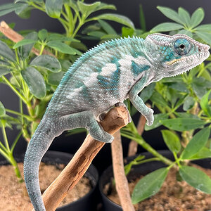 C5 - Panther Chameleon