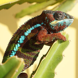 C4 - Panther Chameleon