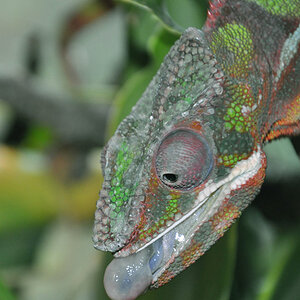 C3 - Panther Chameleon