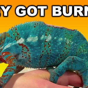 What to do if your chameleon has a burn!