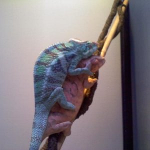 Chameleon love