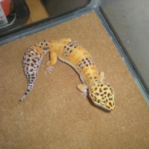 My female leopard gecko mary jane juana