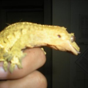 My male crested gecko Thugnificent