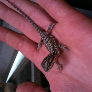 bearded dragon baby