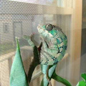 Machu enjoying the sun through the window