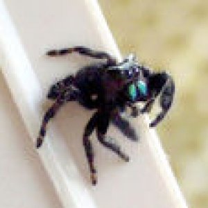 120px Phidippus audax3