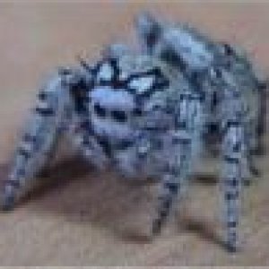 120px Phidippus mystaceus