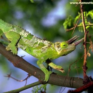 Chameleon (2)