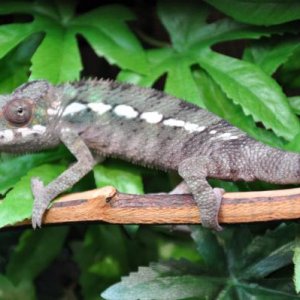 Rico cruisin' across one of his favorite branches.