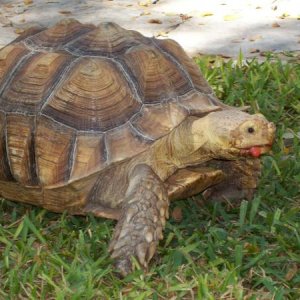 Scarlett the sulcata