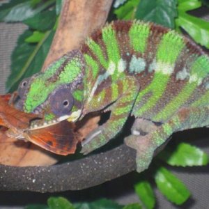 Oscar munching a butterfly