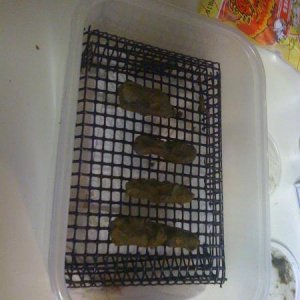 chow on grating.  Waste falls below the grating onto paper towel for easy cleaning.