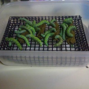 worms on grating eating chow.