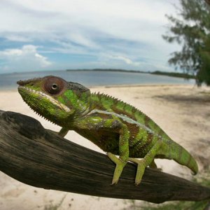 panther chameleon