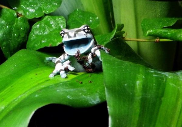 1 of 3 of my Amazon Milk Frogs (From Joshs Frogs)