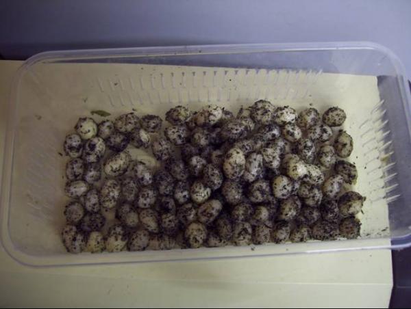 102 Eggs (second clutch 12th April 09)