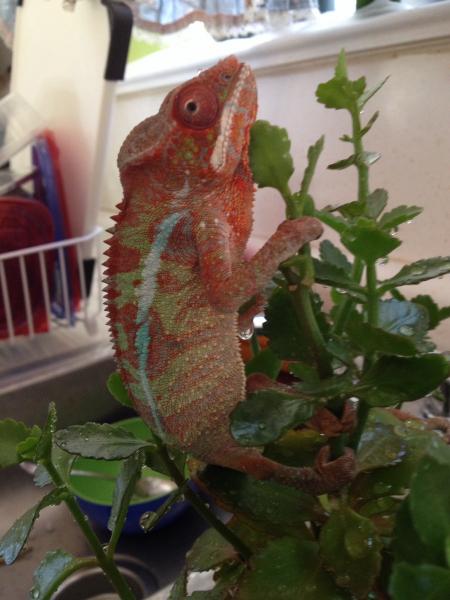 11/3 at home, on his sink tree getting his fill of some water. Poor guy was so thirsty.