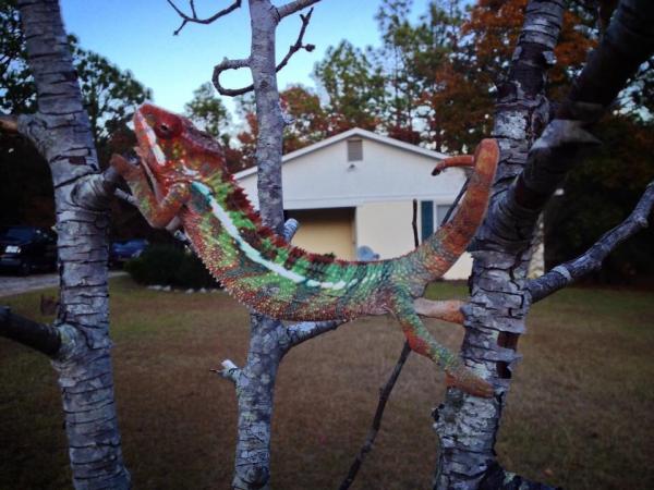 11/6: in a tree in the yard for the first time (with me)