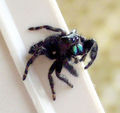 120px Phidippus audax3