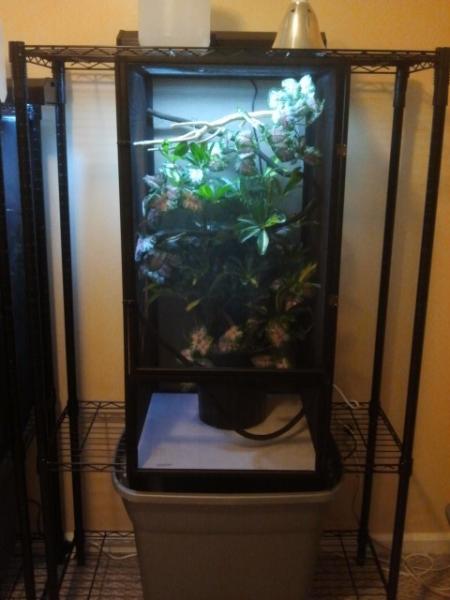 Drainage Systems for Cages get creative Chameleon Forums