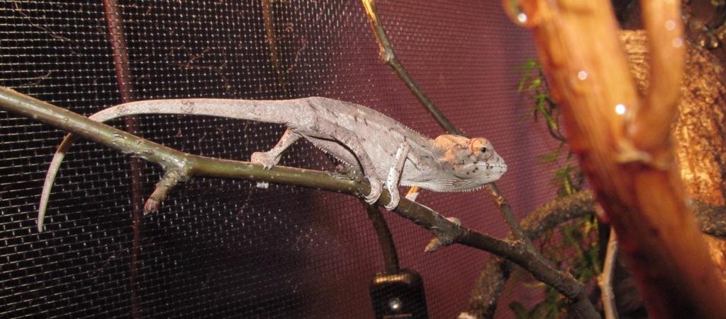 2 Month Male Furcifer Pardalis Red Bar