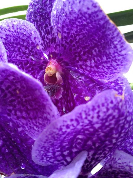 2010 valentine present from my boyfriend... Vanda Robert's Delight 'tor blue'... Katydids attacked it bad.