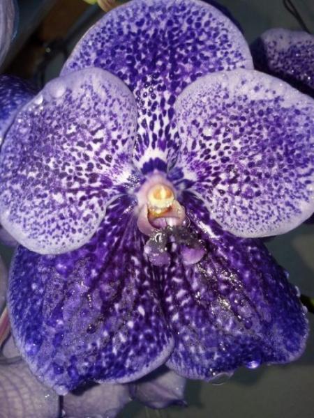 2010 valentine present from my boyfriend... Vanda Robert's Delight 'tor blue'