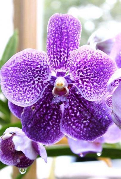 2010 valentine present from my boyfriend... Vanda Robert's Delight 'tor blue'