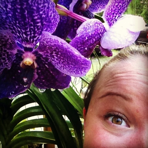 2010 valentine present from my boyfriend... Vanda Robert's Delight 'tor blue'