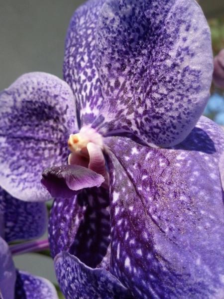 2010 valentine present from my boyfriend... Vanda Robert's Delight 'tor blue'