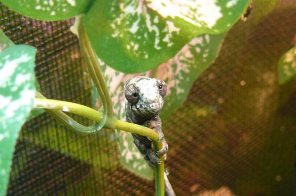 2012 Captive Hatched Male Ambanja