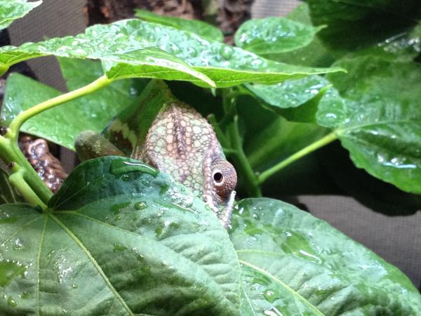 2013 09 21 - Ziggy in a hibiscus