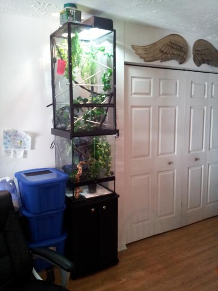 Glass terrarium shop for chameleon