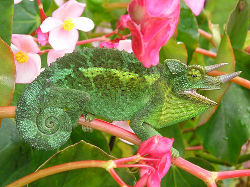 500px Jacksons Chameleon 2 edit1