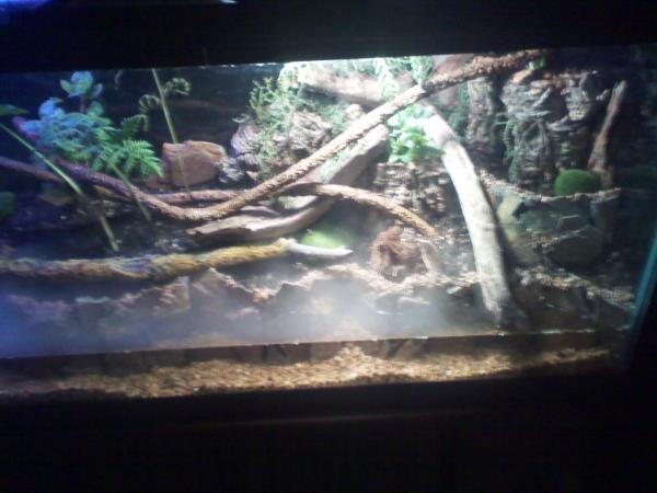 55GAL VIVARIUM #5 LAND SIDE GDPIC