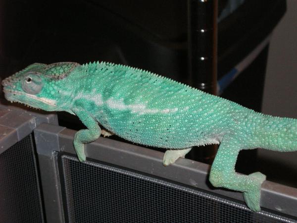 6 month blue bar blue body ambiliobe from amazon reptile center.