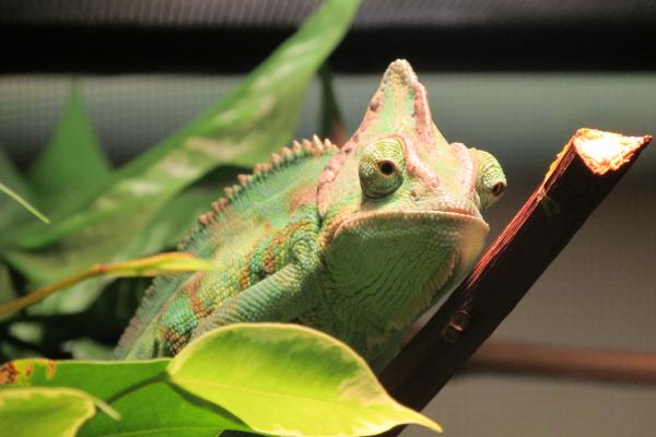 6 Months Old. Casque looking slightly better, and he is my colorful little boy!