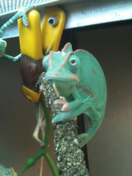 6 week old veiled Chameleon