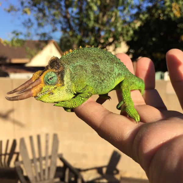 8 month old male Mt. Meru Jackson's chameleon.