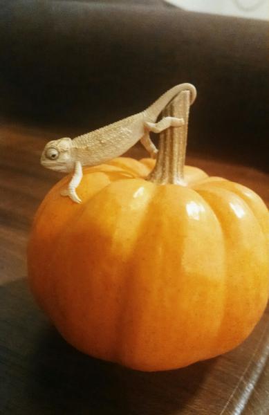 A baby pumpkin for a baby chameleon - Halloween 2014