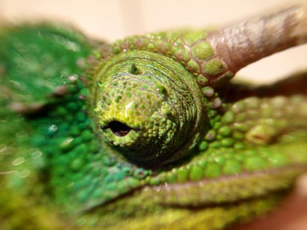 A close up macro of one handsome face!