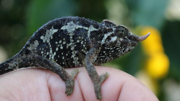 A Female Trioceros jacksonii merumontanus