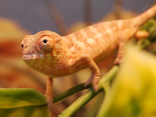 A month old female panther chameleon