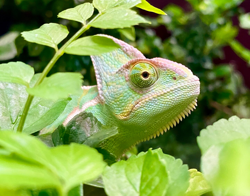 A1 - Veiled Chameleon